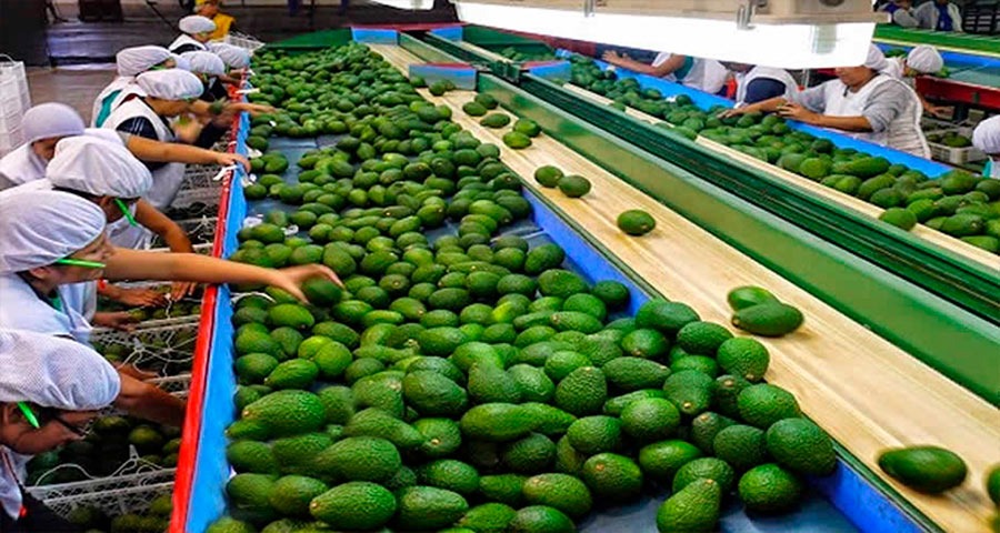 CONOCE LAS 5 PRINCIPALES EMPRESAS QUE EXPORTARON E IMPORTARON PALTA EL 2019