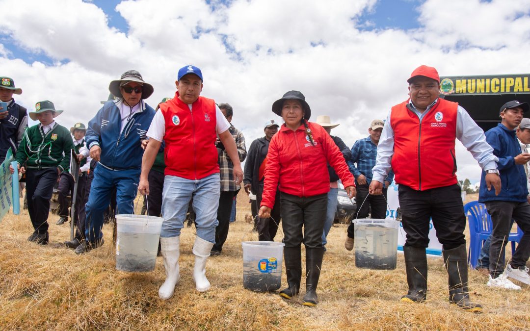 Realizan repoblamiento con alevinos de trucha en el río Mayubamba del distrito de Chiara