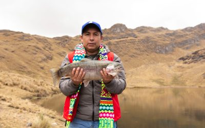 Realizan repoblamiento con alevinos de trucha en la laguna Chaquiccocha del distrito de Chaca, Huanta