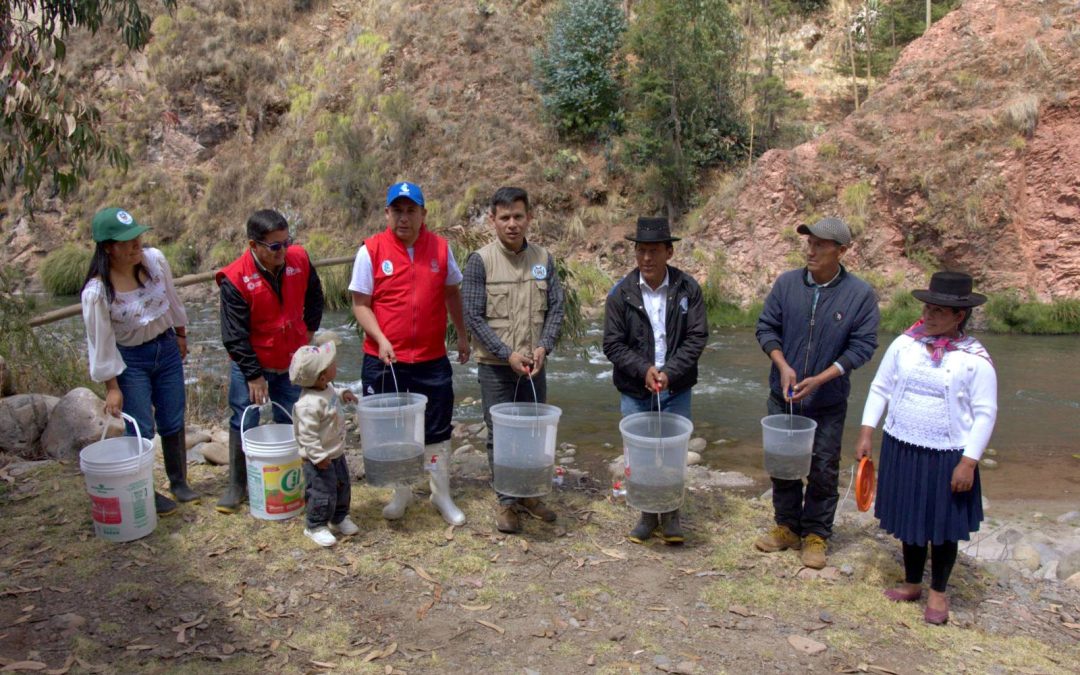 Realizan repoblamiento con alevinos de trucha en el distrito de Vinchos