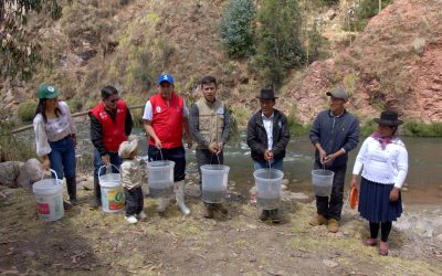 Realizan repoblamiento con alevinos de trucha en el distrito de Vinchos
